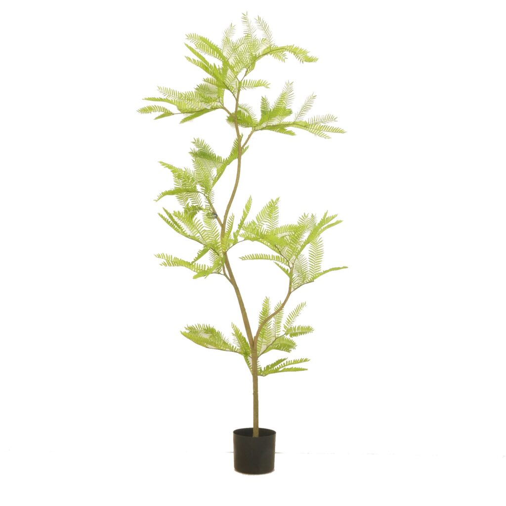 Cojoba in pot H150cm Green