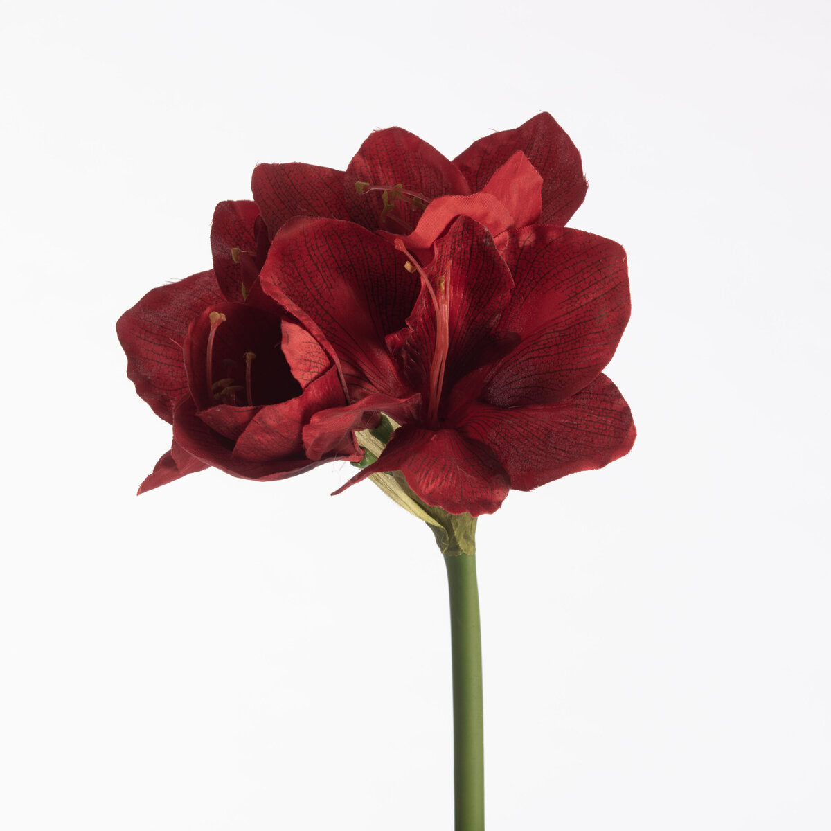 Amaryllis L66cm Red