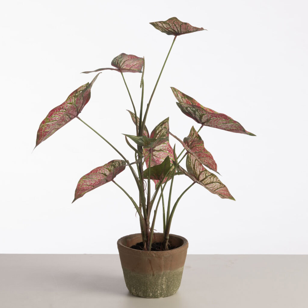 Kunstplanten - Caladium in pot H59cm Red/Green