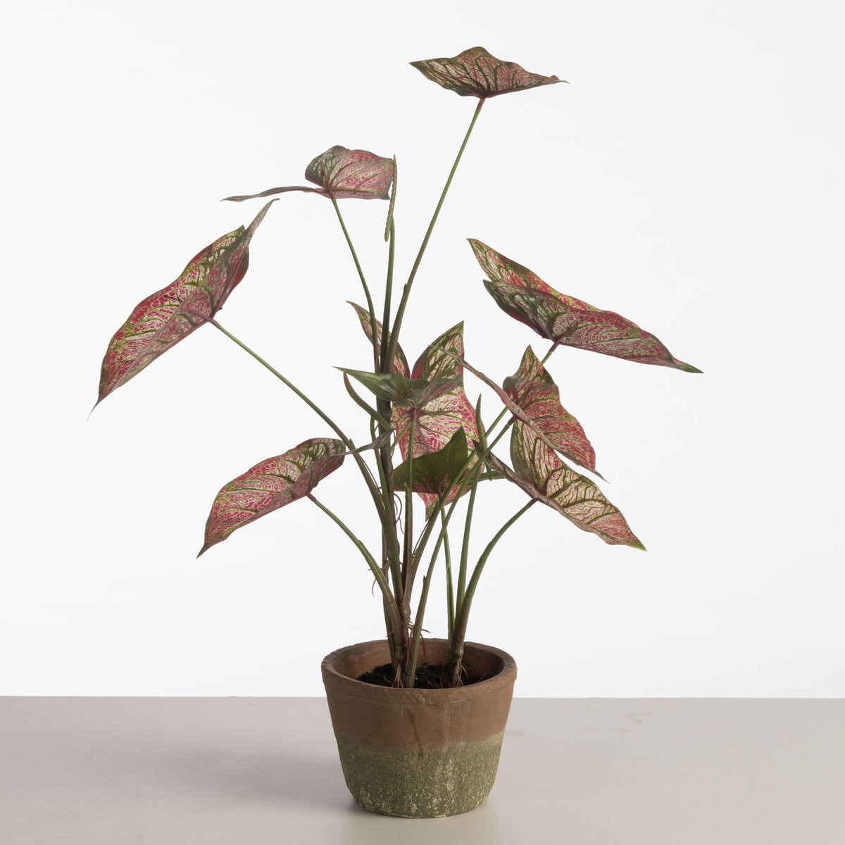 Caladium in pot H59cm Red/Green