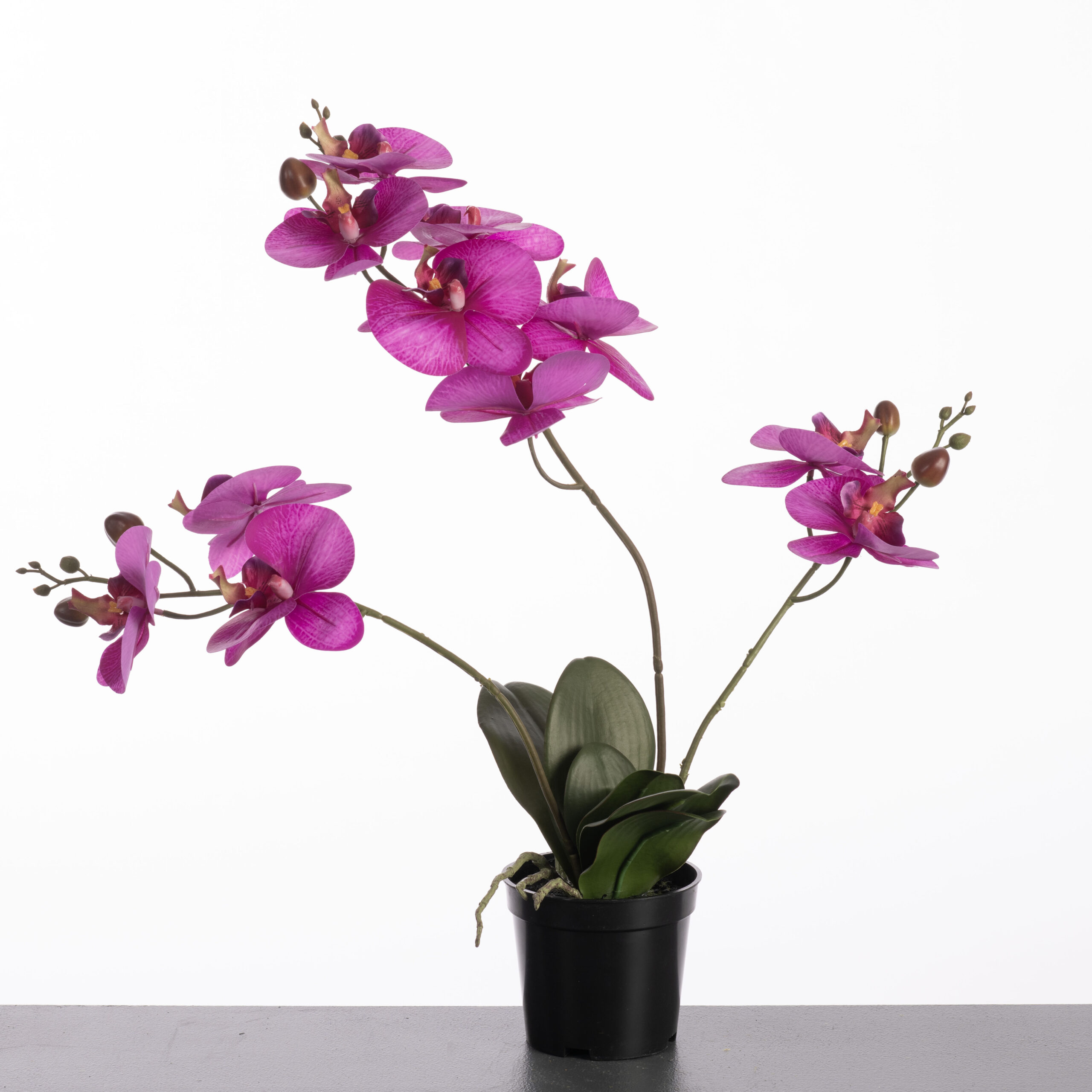 Phalaenopsis x3 in pot H61cm Purple