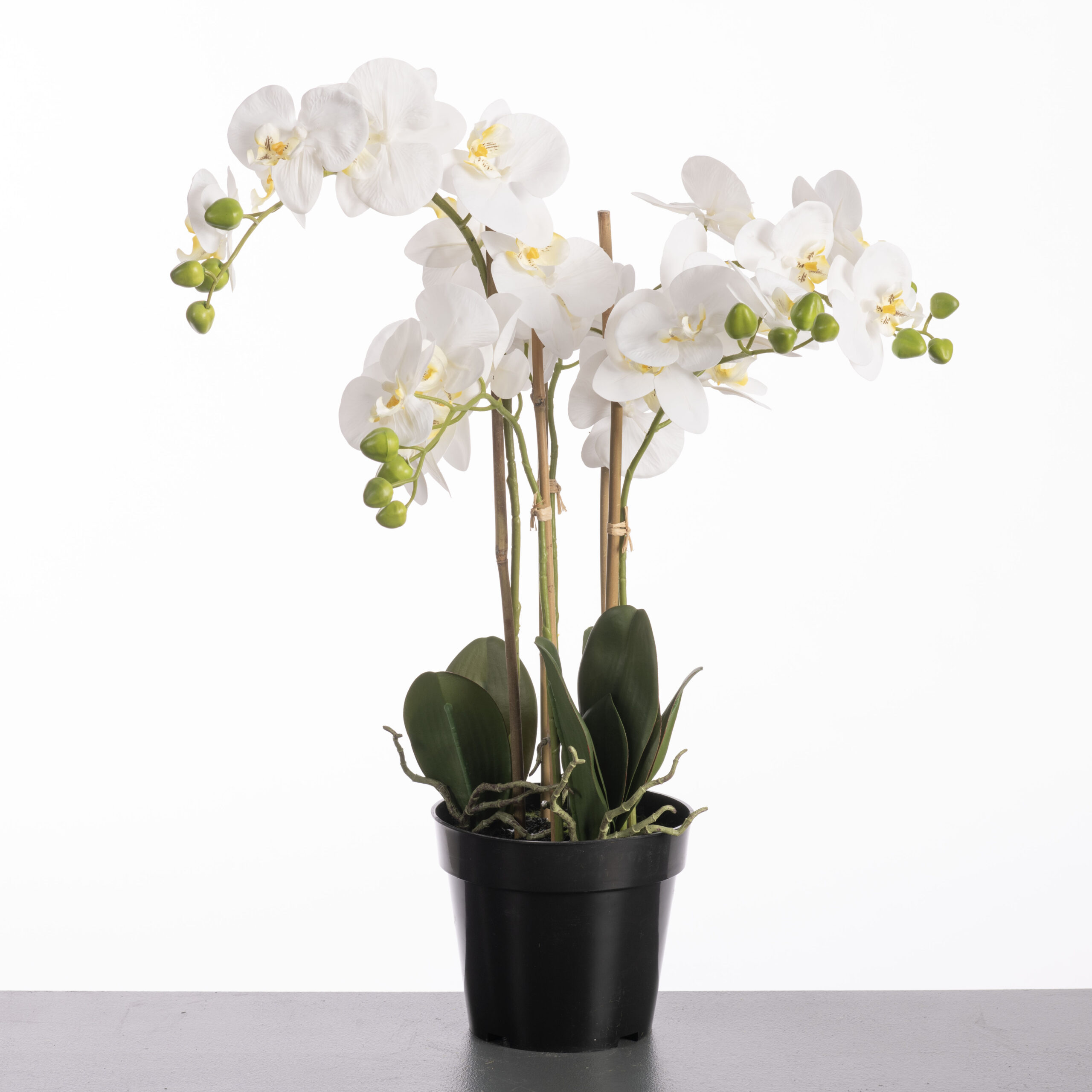 Phalaenopsis x5 in pot H66cm White