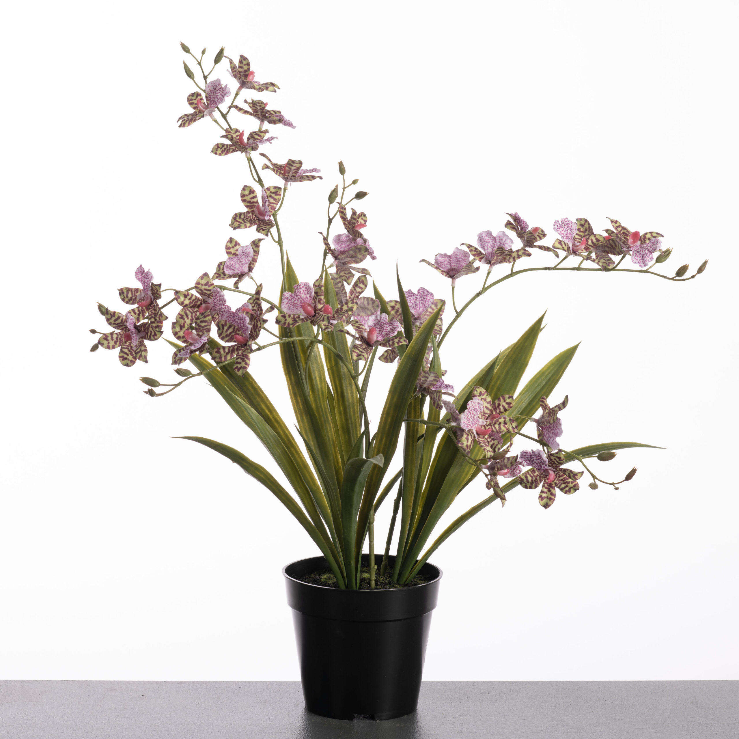 Dendrobium x3 in pot H57cm Green/Purple