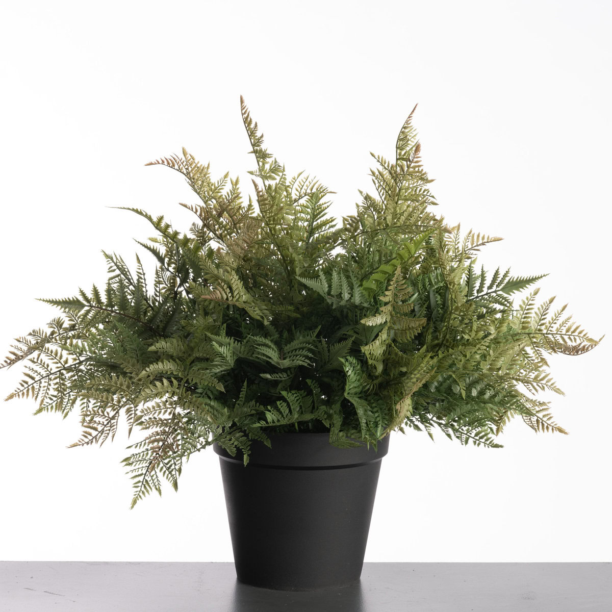 Leather Fern in pot H74cm Green