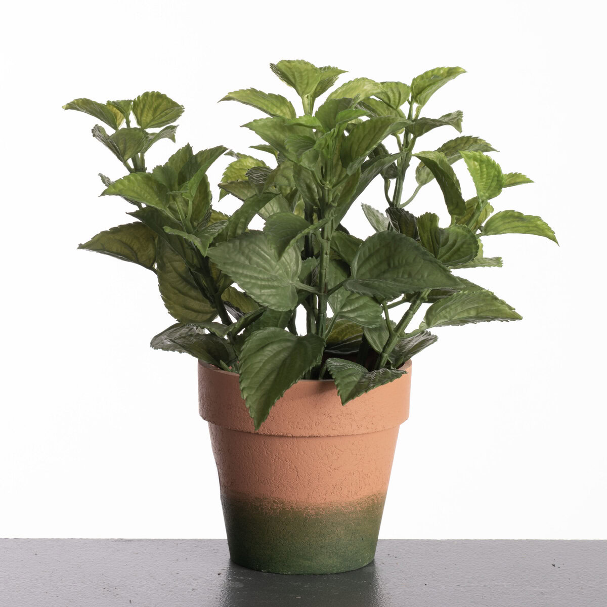 Mint in pot H27cm Green