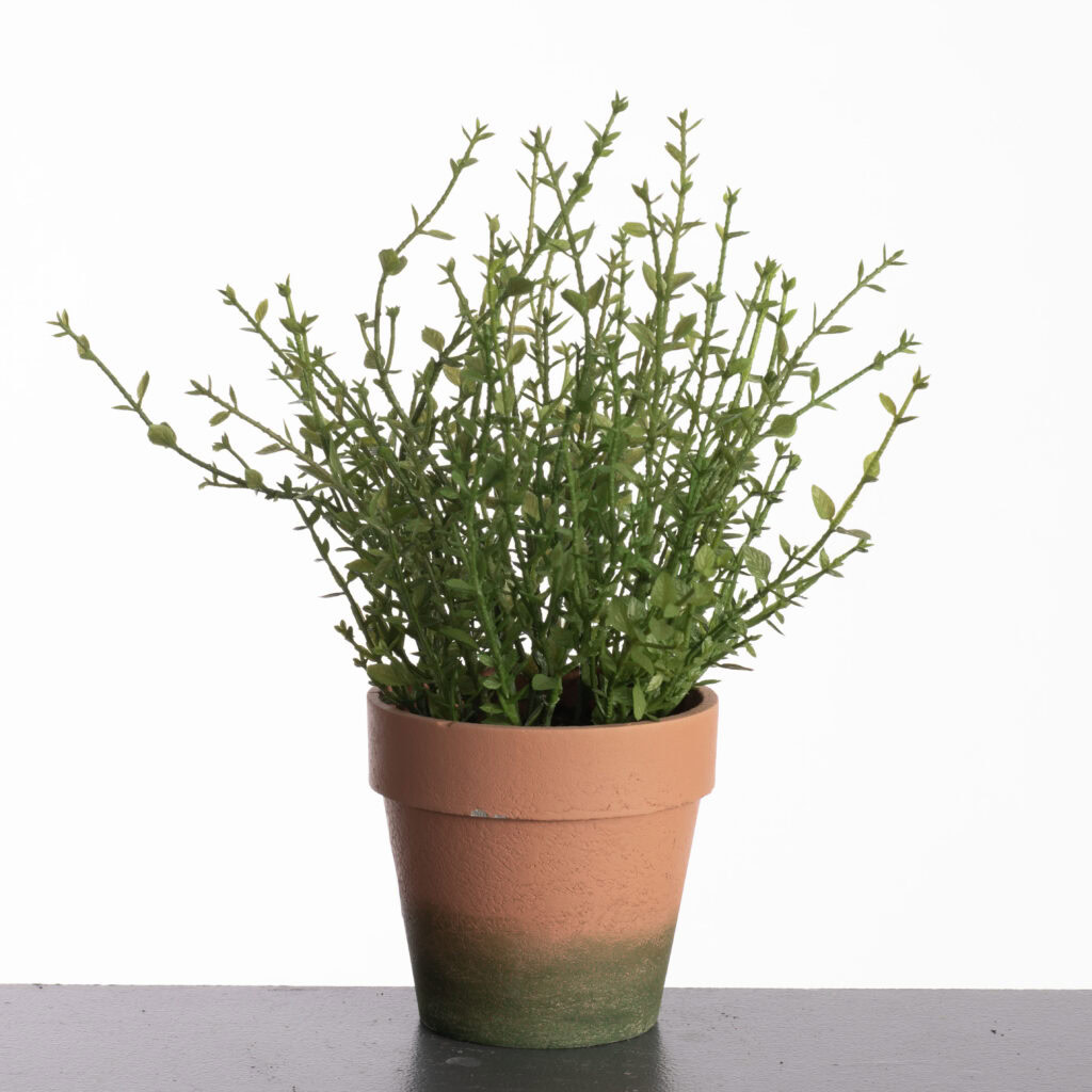 Thym in pot H31cm Green