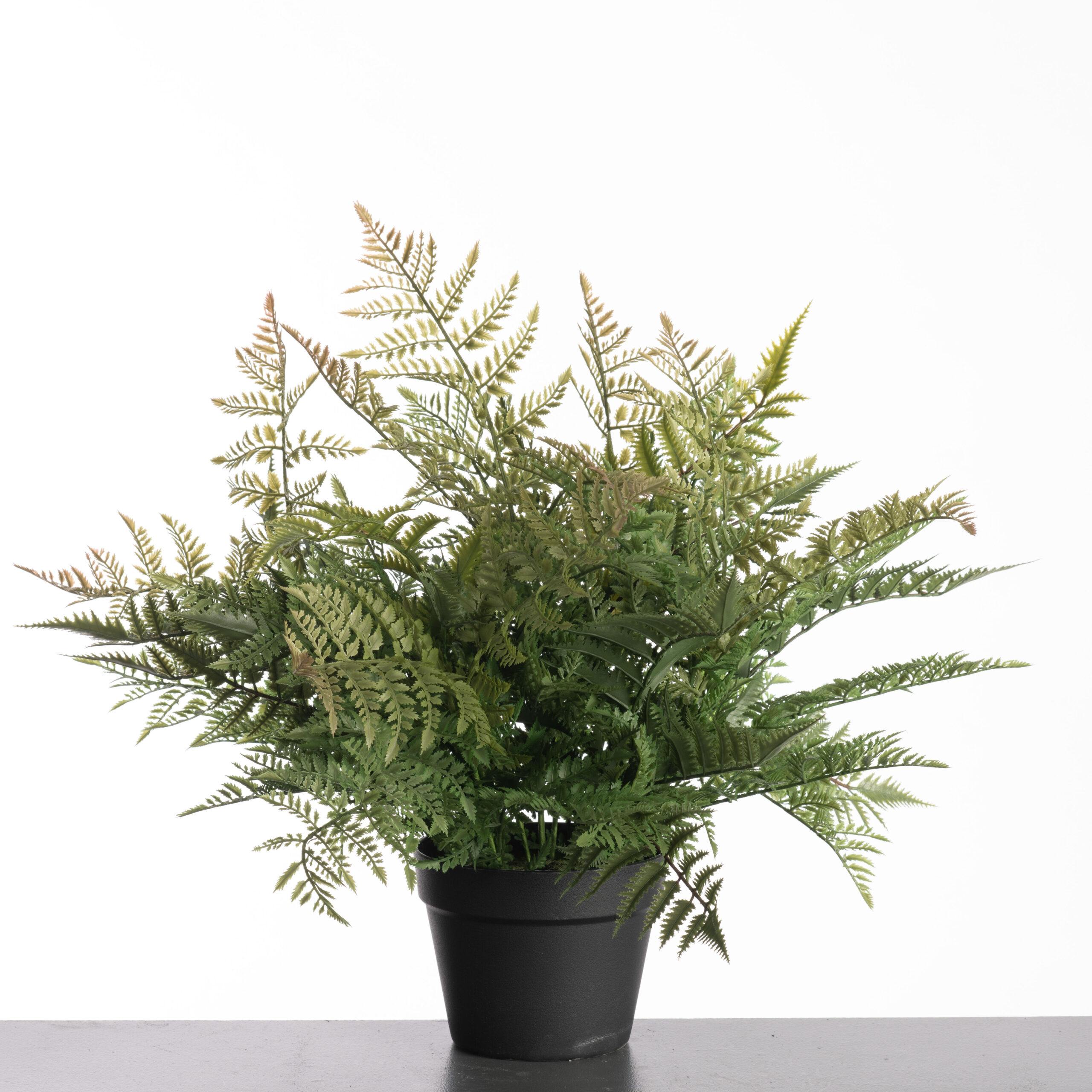 Leather Fern in pot H61cm Green