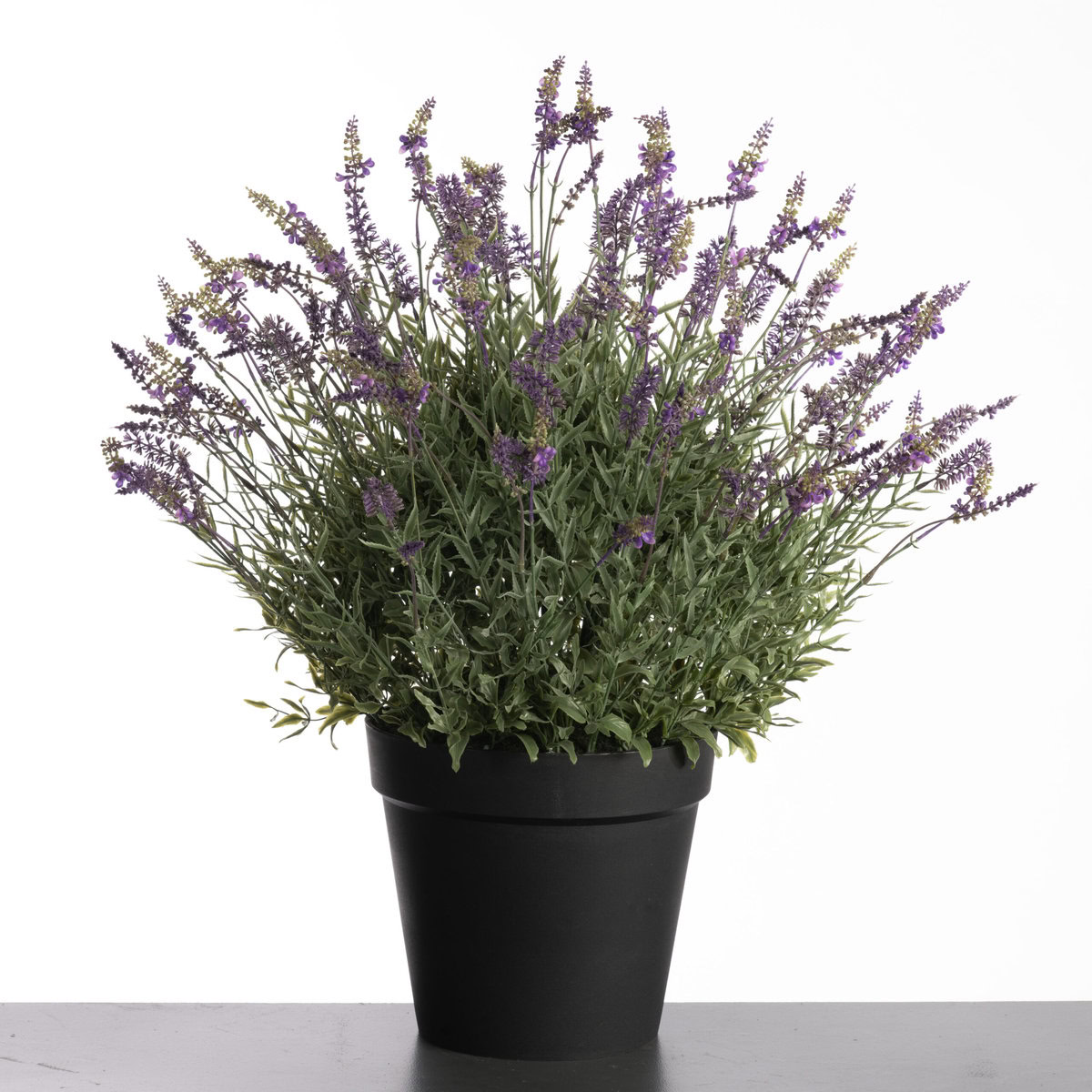 Lavender in pot H76cm Purple