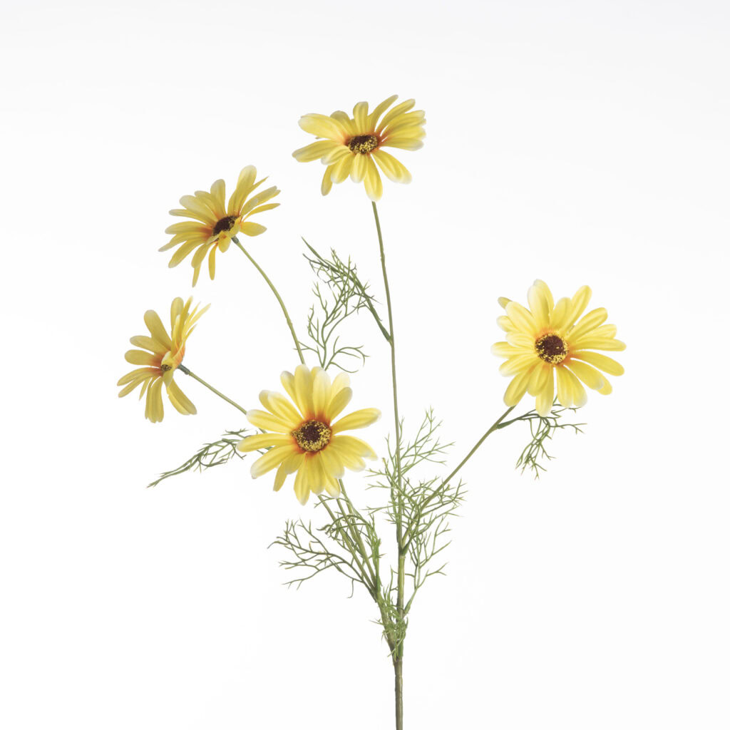 Leucanthemum x5 L80cm Yellow