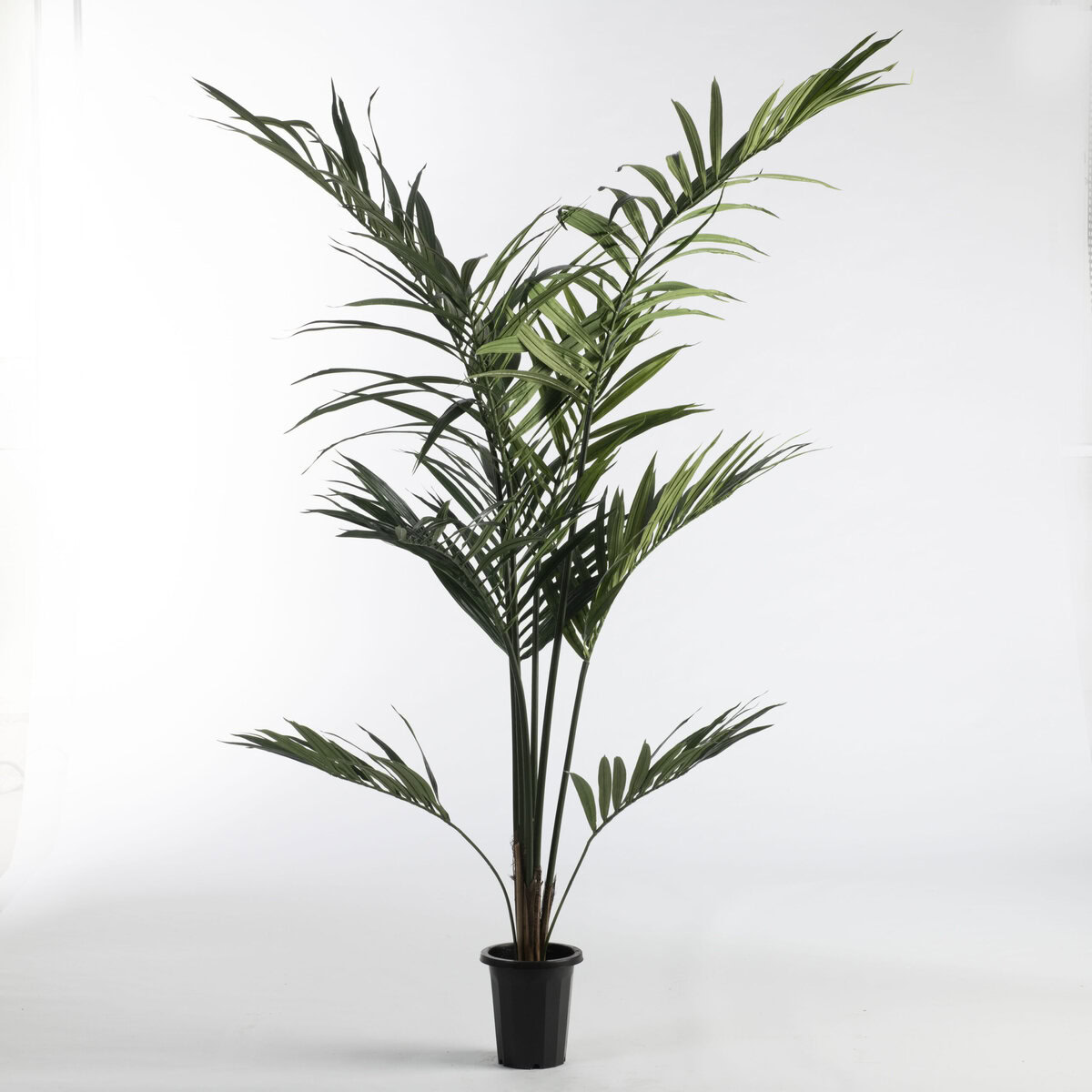 Kentia Palm in pot H180cm Green