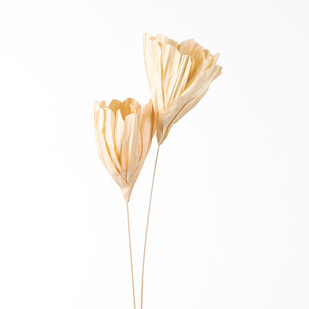 DF Fire Flower 105cm Cream