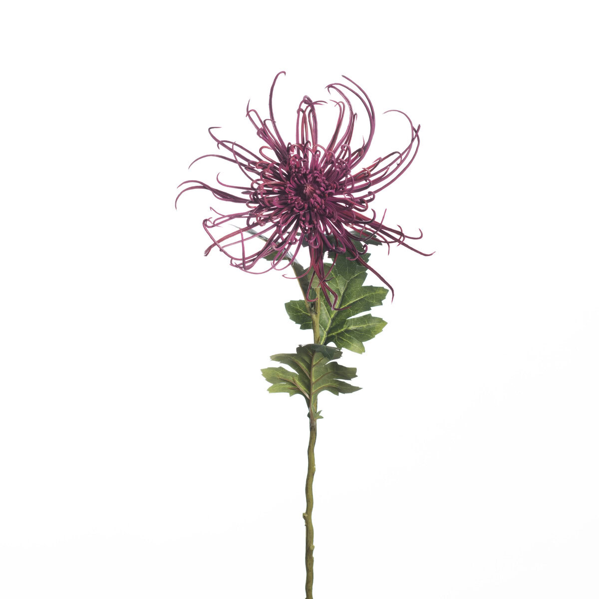 Chrysanthemum spider L71cm purple