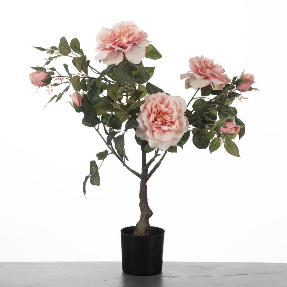 Rosa in pot H75cm Pink