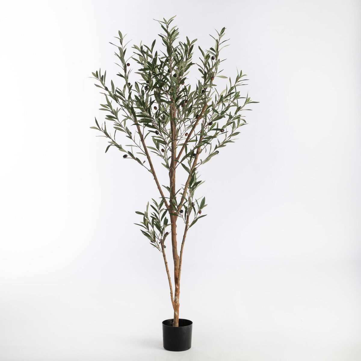 Olive Tree in pot H160cm Green