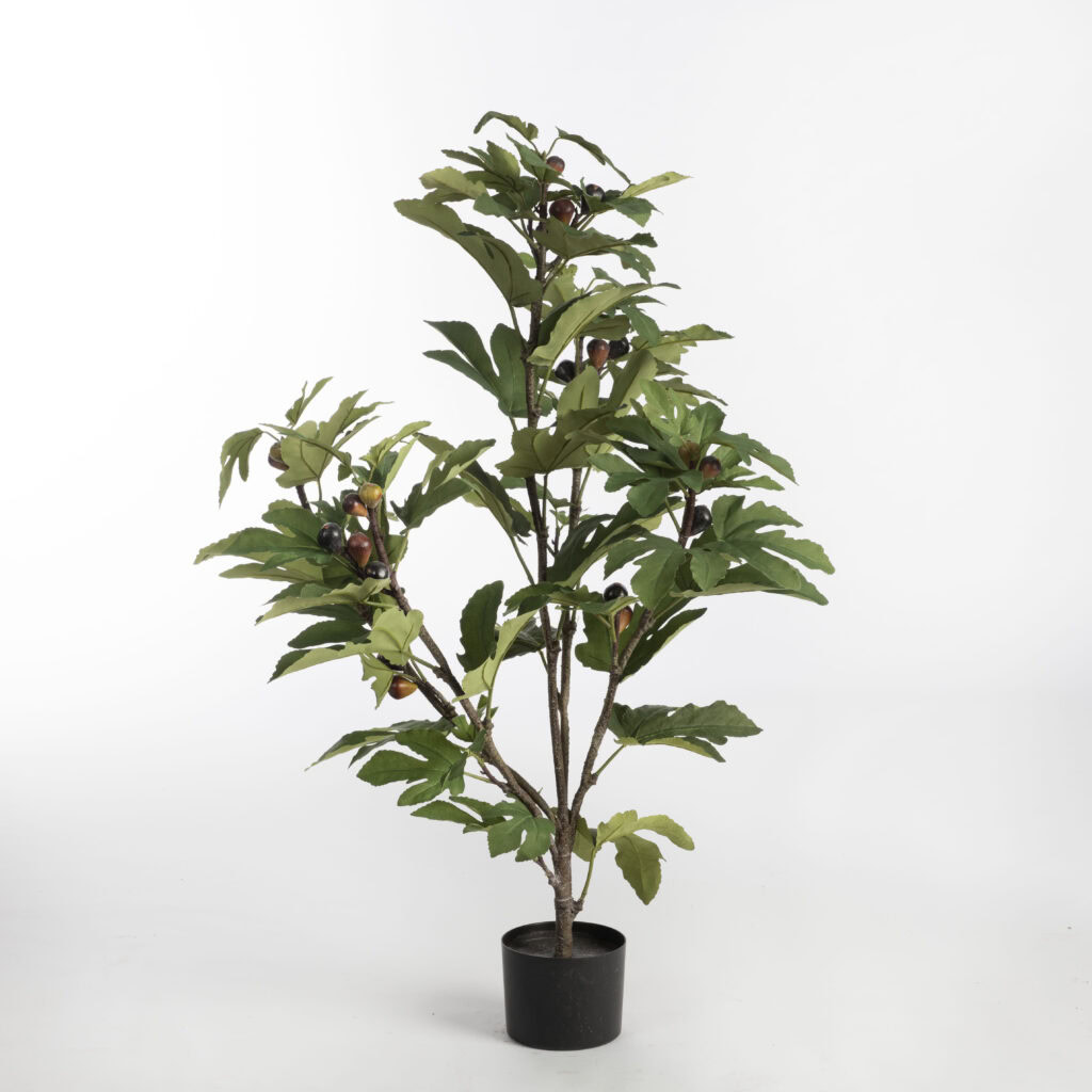 Fig Tree in pot H110 Green