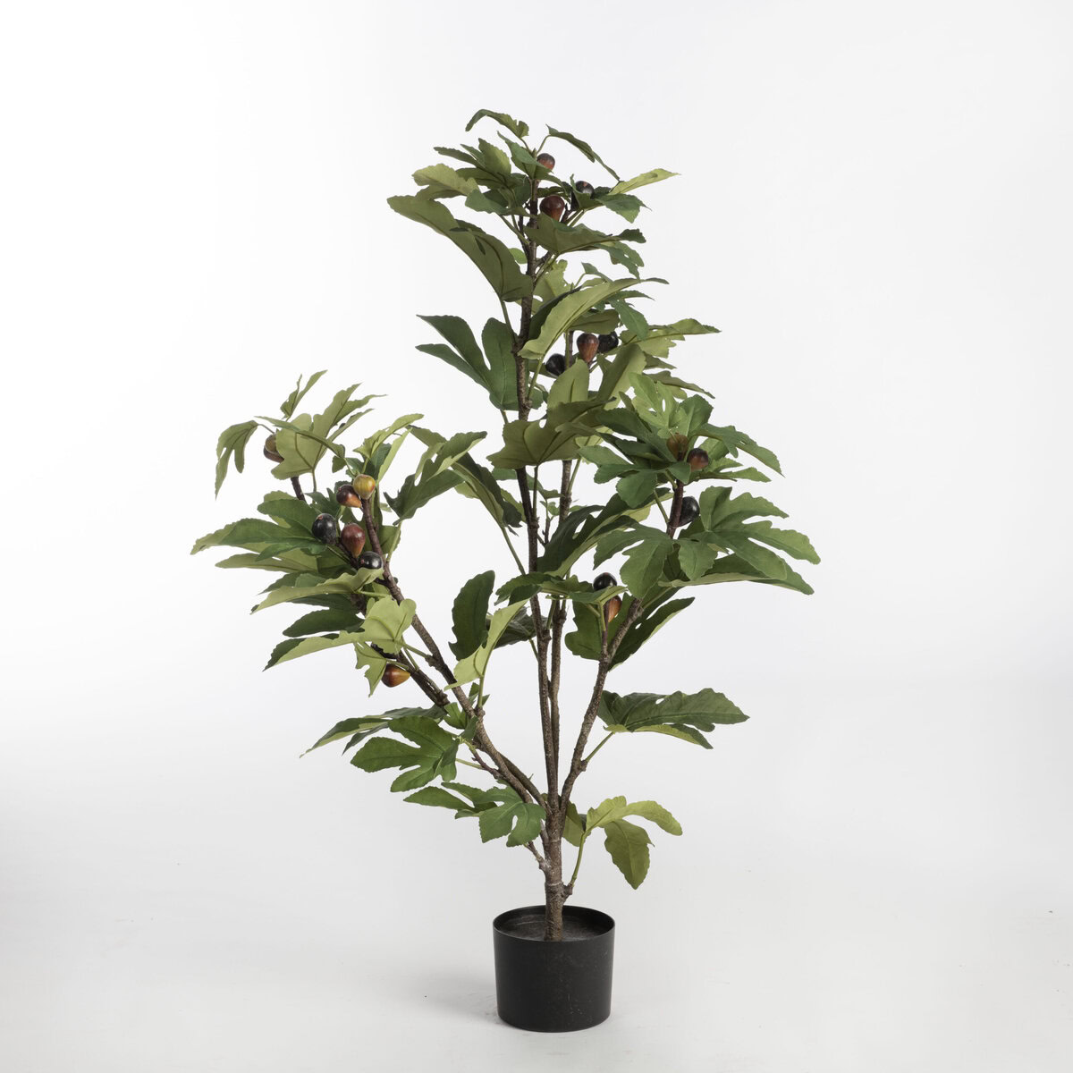 Fig Tree in pot H110 Green