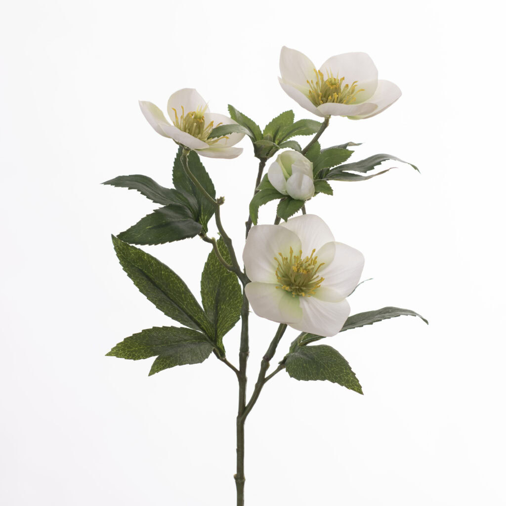 Helleborus L47cm White