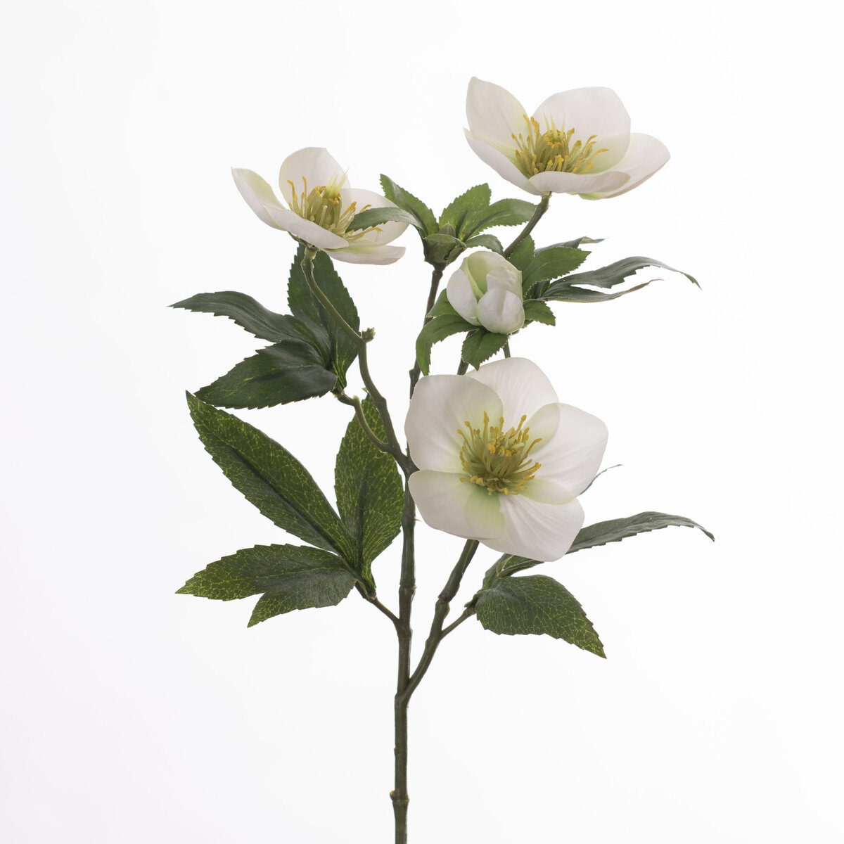Helleborus L47cm White
