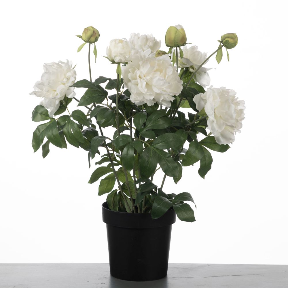 Paeonia x11 in pot H74cm White