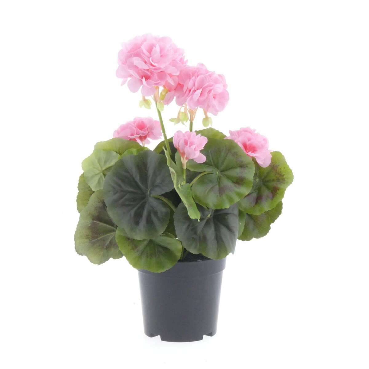 Geranium X6 in pot L33cm Pink