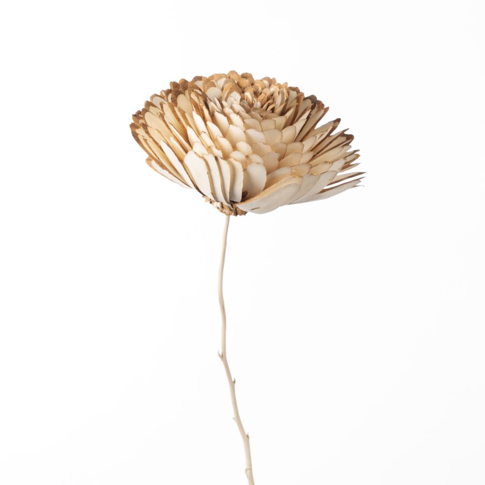 DF Sola Long Chips Flower 15cm Natural
